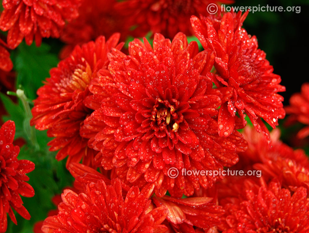 Red chrysanthemum bangalore lalbagh flower show 2016 republic day 