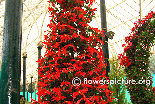 Flower tree lalbagh flower show january 2016