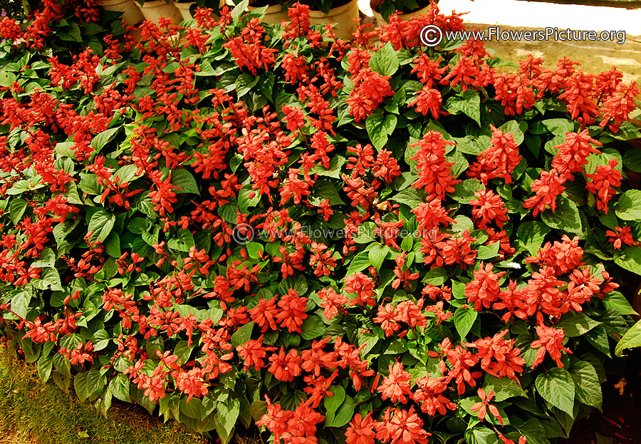 Garden of Begonia Red Cascade