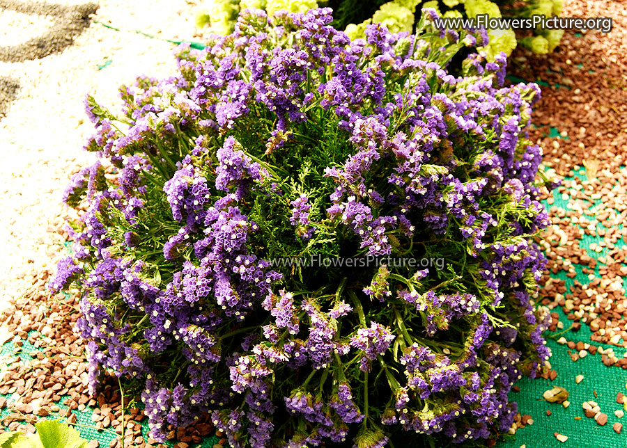 Colourful Flower Bouquet from Ooty Garden