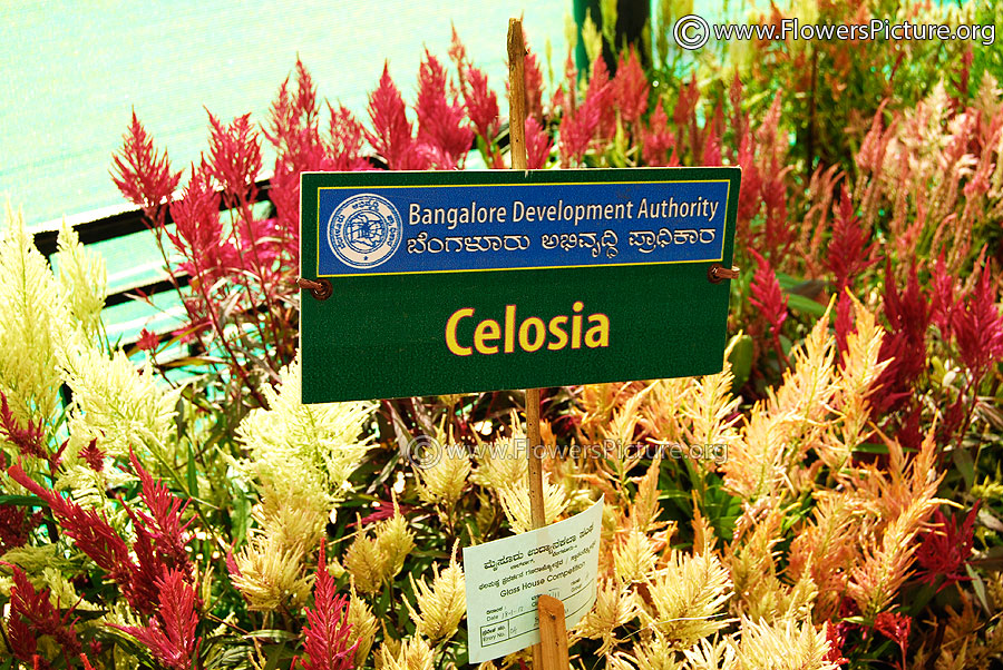 Celosia Flower Types