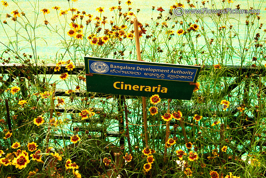 Cineraria Flower 1st Prize