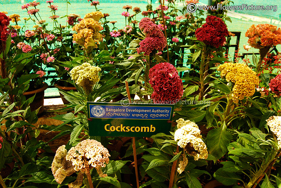 Cockscomb Bush 1st Prize