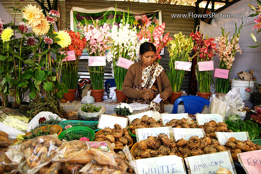 flowers seeds for sale