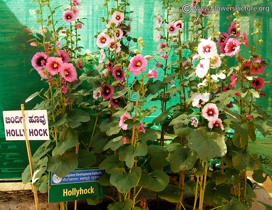 Hollyhock Plants with Flowers