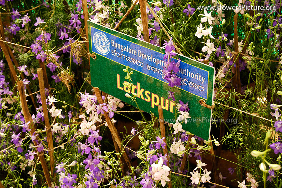 Larkspur Flower Bush