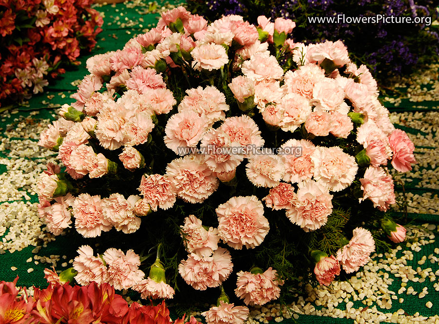 Ooty Flowers Bouquet Show