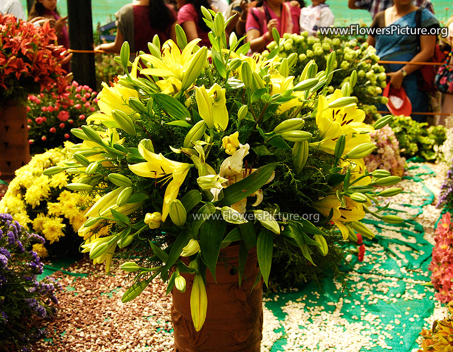 Yellow Hippeastrum Bouquet