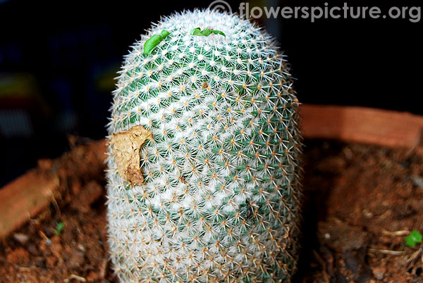 fishhook pincushion cactus