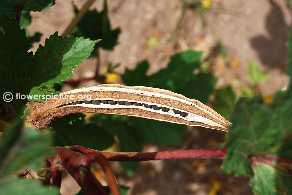Abelmoschus caillei seed pod