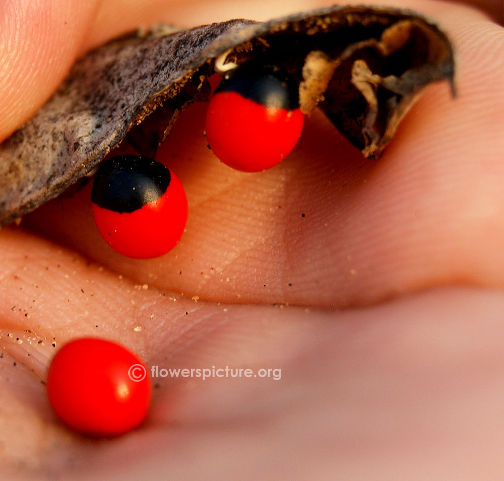 Abrus precatorius bright red seeds