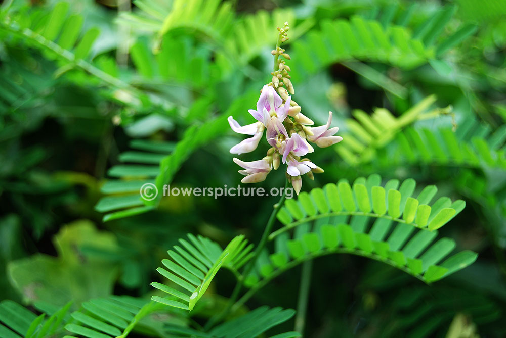 Abrus precatorius foliage & flower spikes