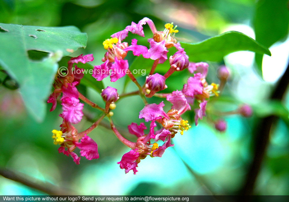 Acerola flower