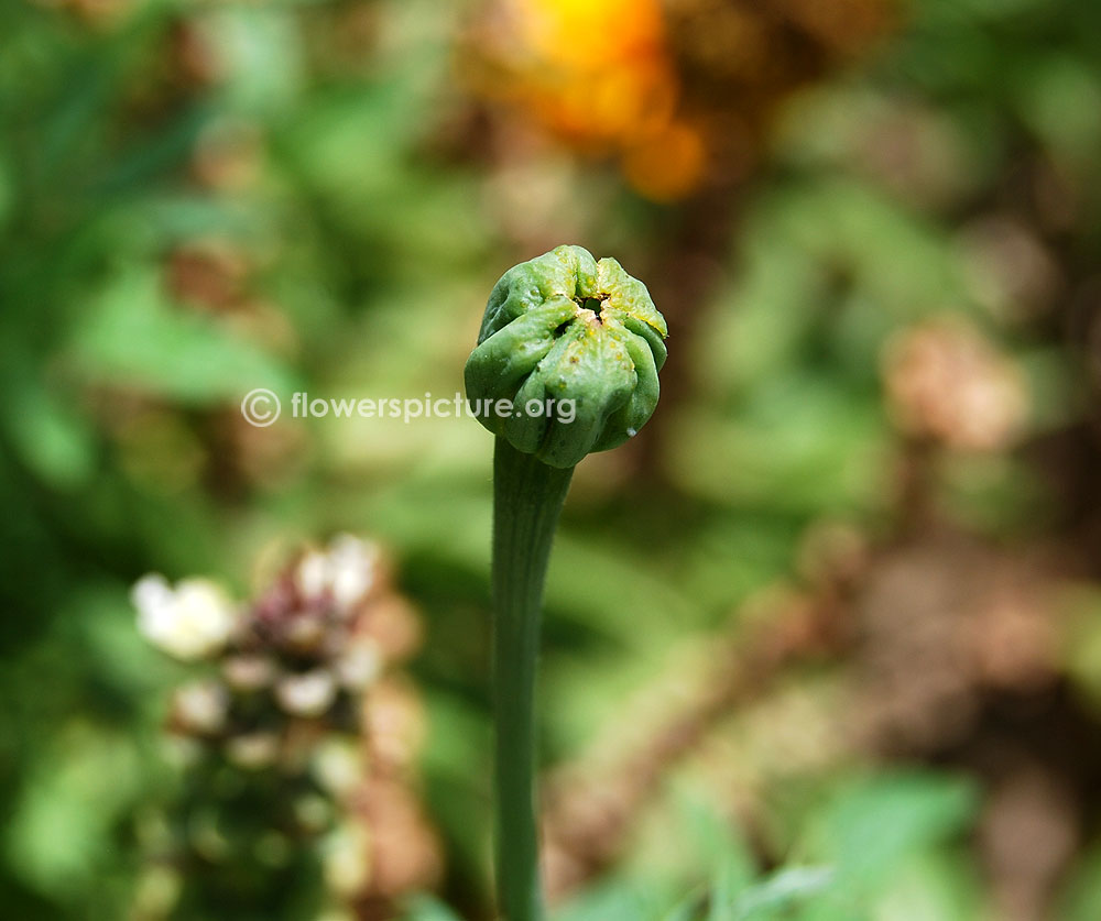 African marigold earlier stage of blooming