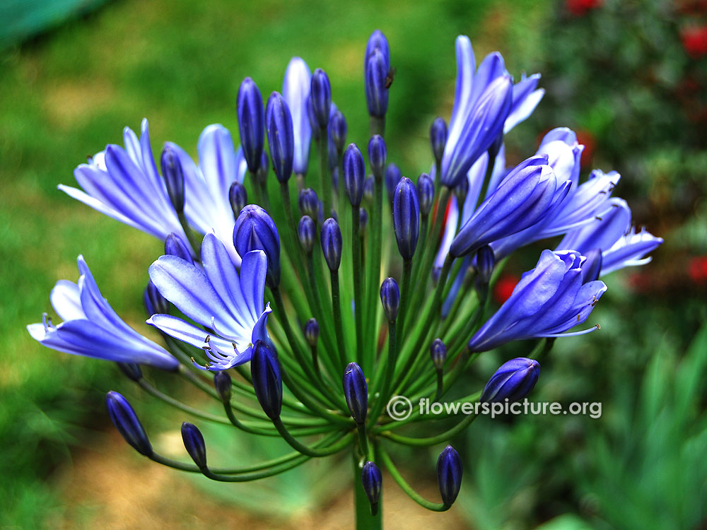 Agapanthus africanus african lily