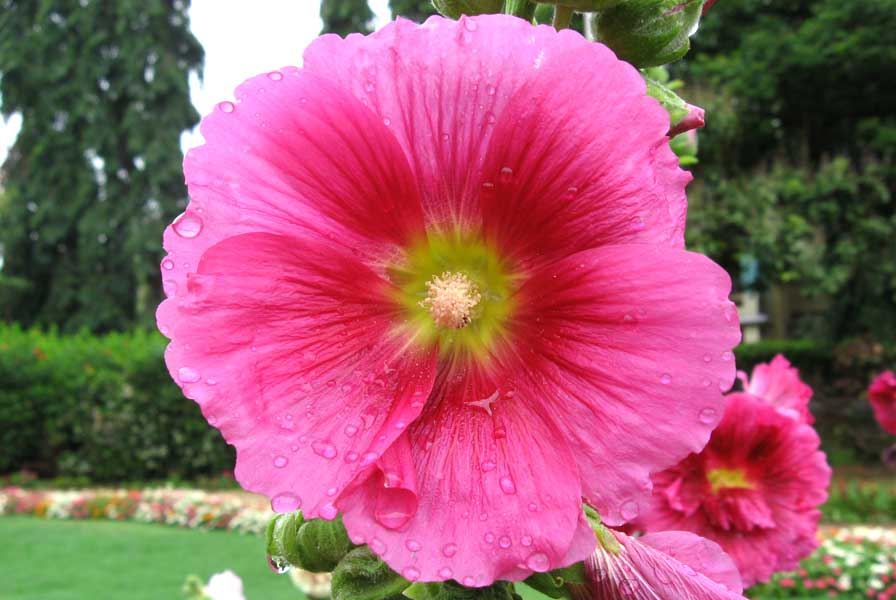 Alcea rosea pink