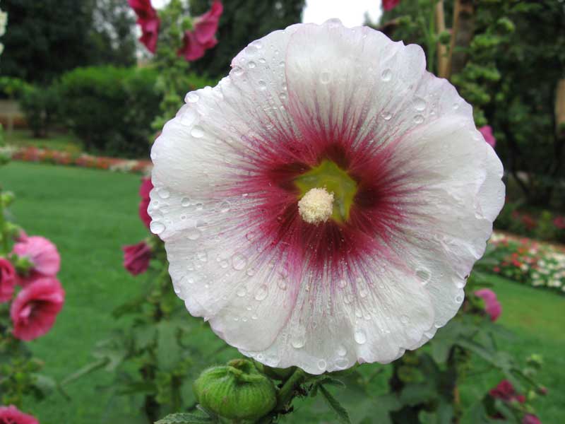Alcea rosea white