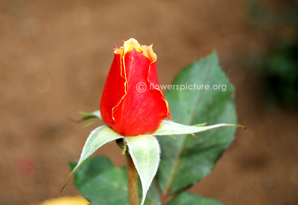 Anne harkness rose bud