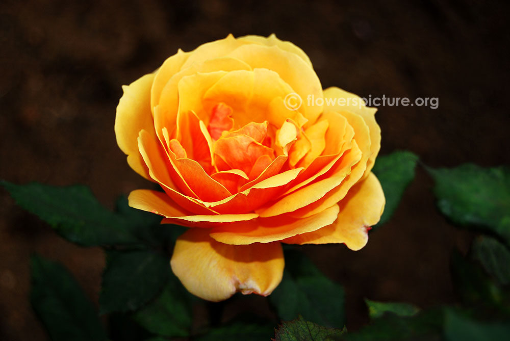 Anne harkness rose