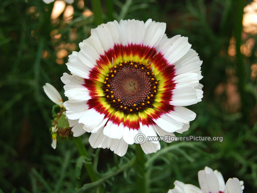 Annual Chrysanthemum White Red