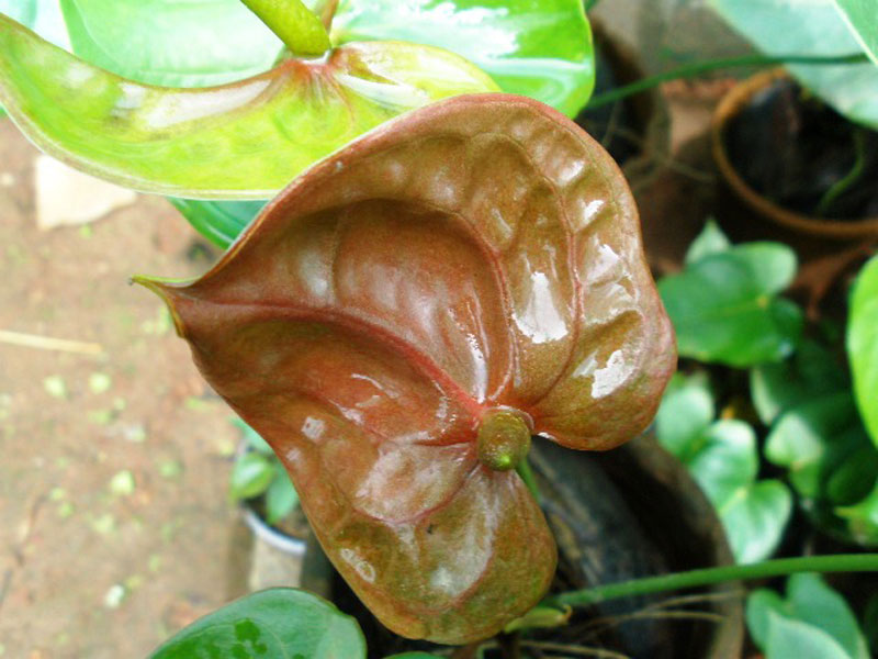 anthurium andraeanum brown