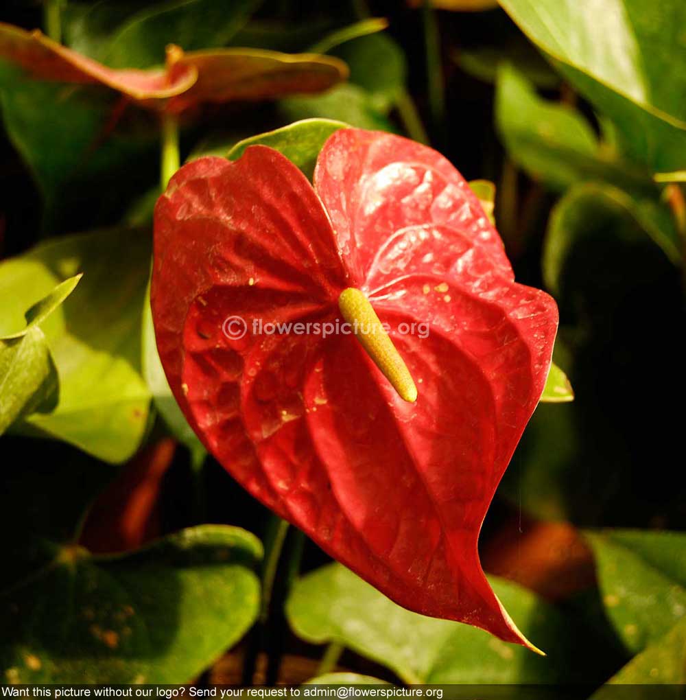 Anthurium Andraeanum Red Single