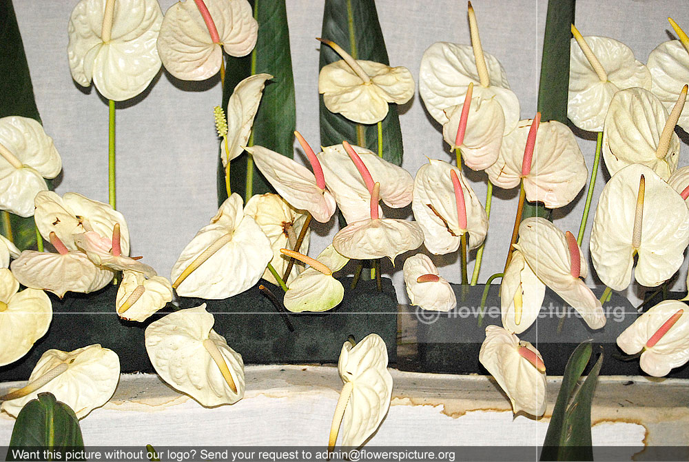 Anthurium Andraeanum White