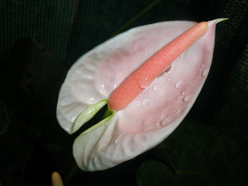 anthurium andraeanum white pink