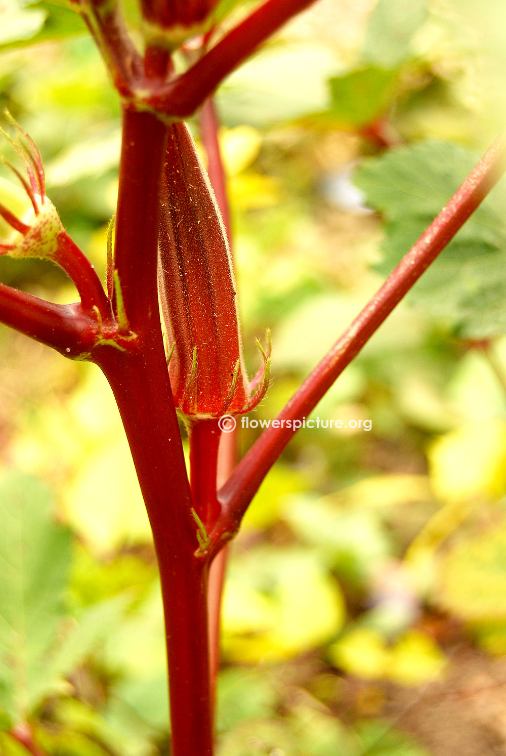 Red Okra Plant with Fruit