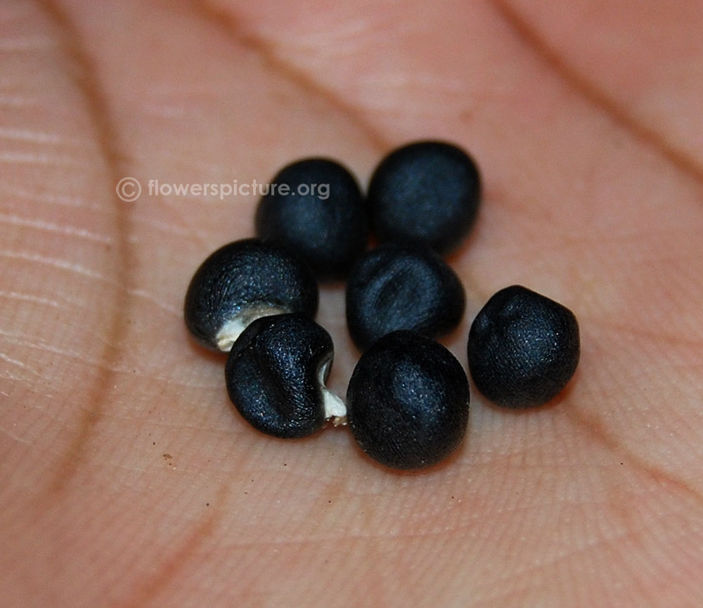 Red okra seeds