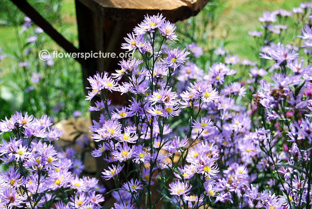 Thomson's Aster