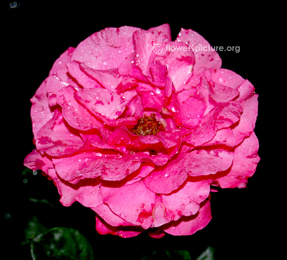 Bad birnbach rose