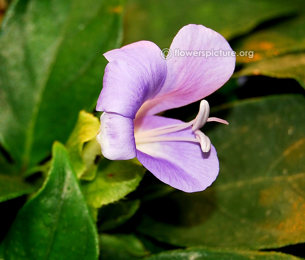 Philippine Violet