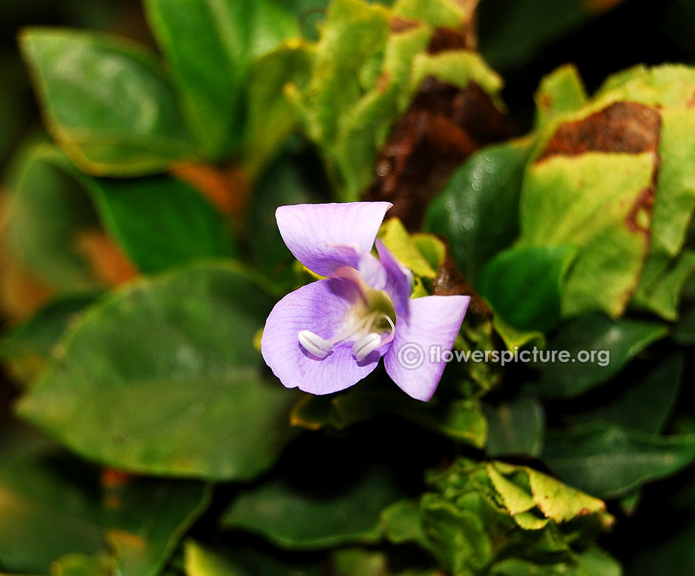 Barleria polytricha-Philippine violet