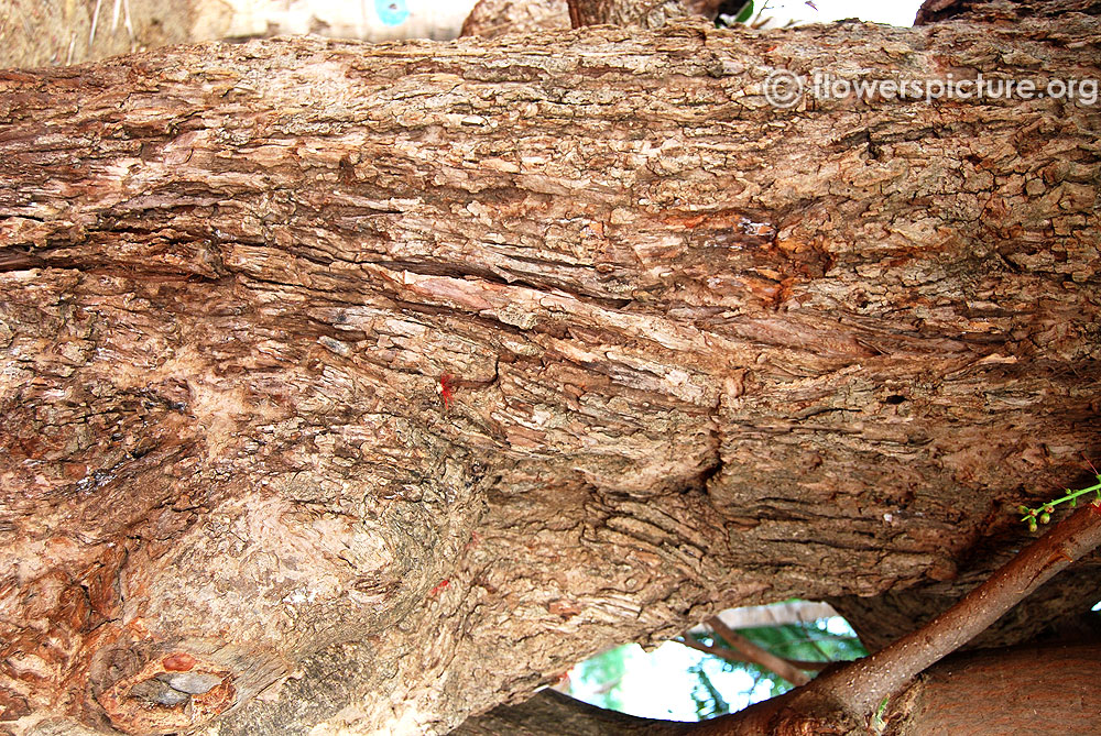 Barringtonia acutangula tree bark