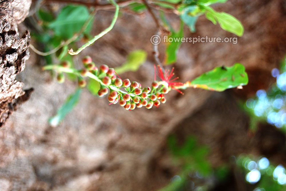 Barringtonia acutangula flower buds