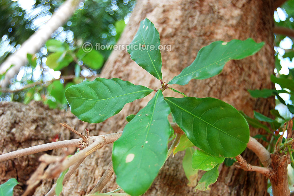 Barringtonia acutangula foliage-leaves, simple, ovate