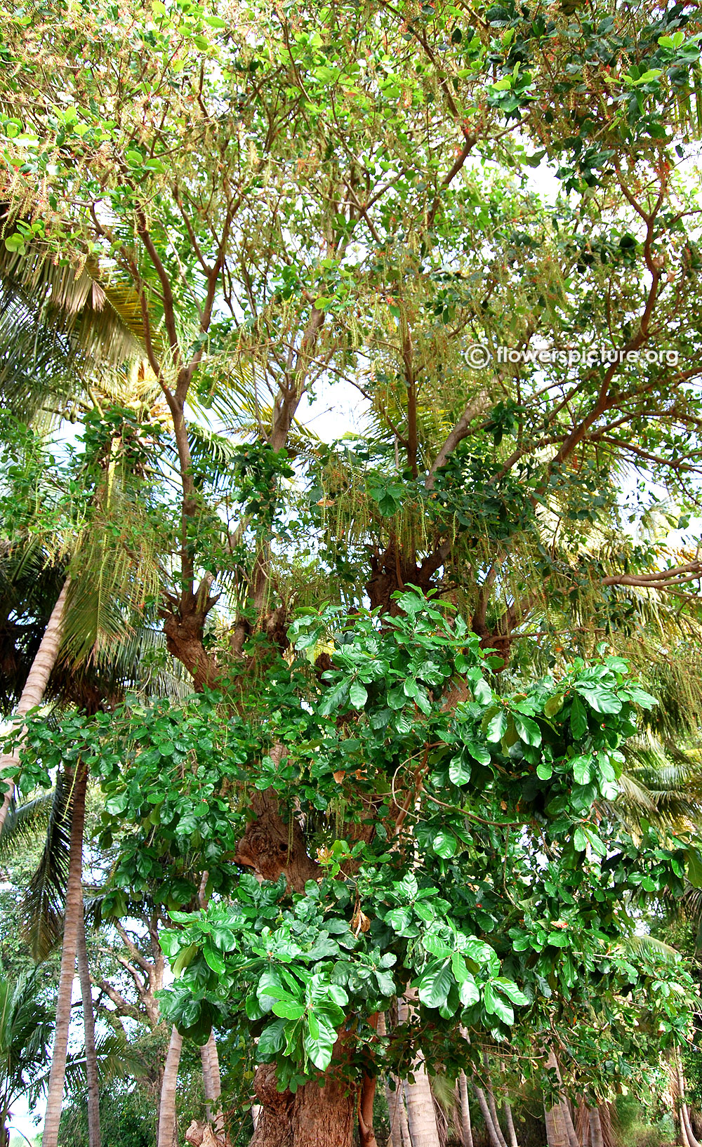 Barringtonia acutangula tree