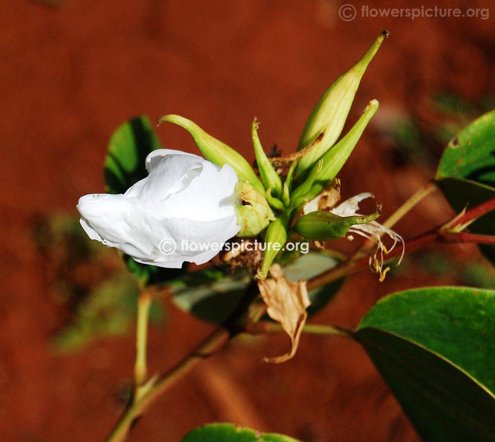 Bauhinia acuminata flower buds