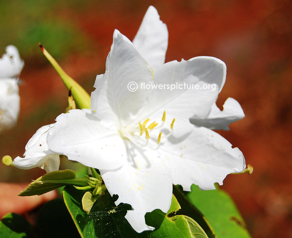 Bauhinia acuminata flower