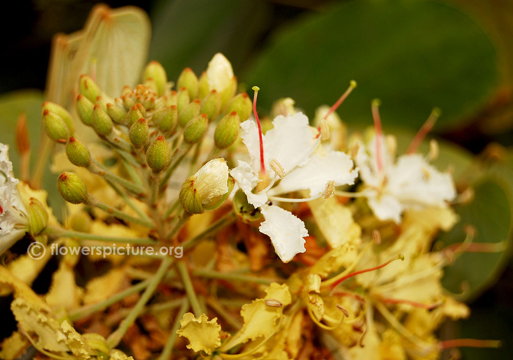 Bauhinia vahlii flower buds