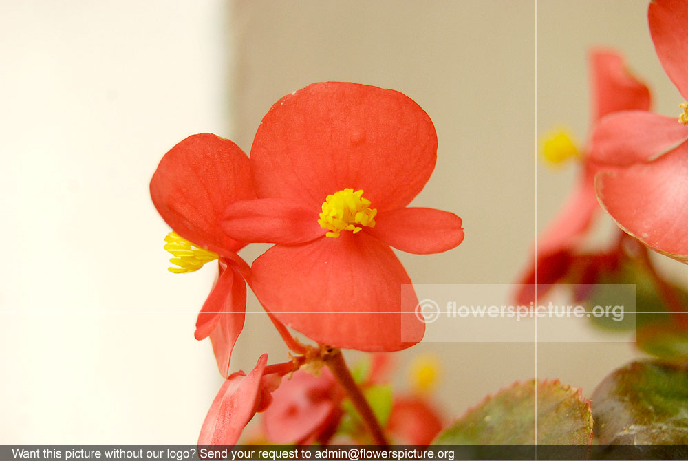 Begonia Red