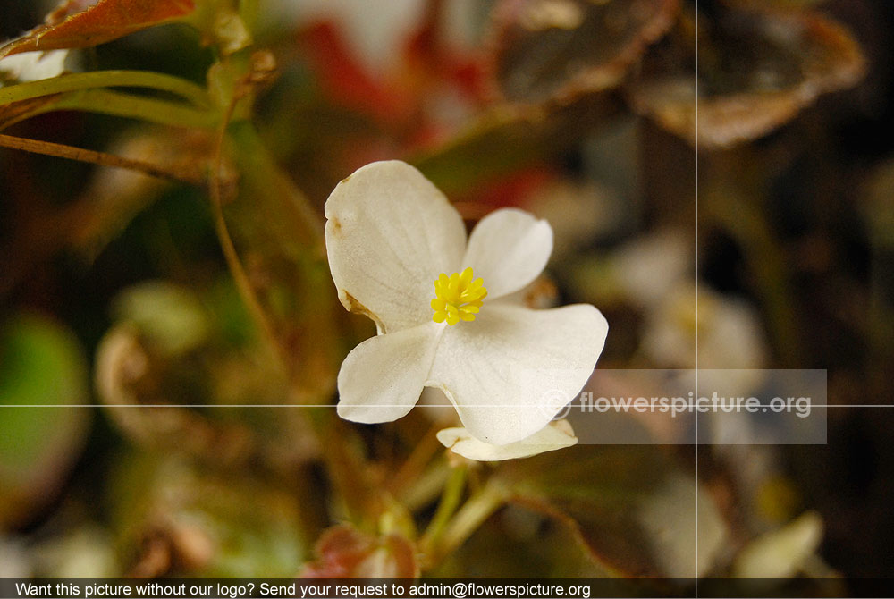 Begonia White
