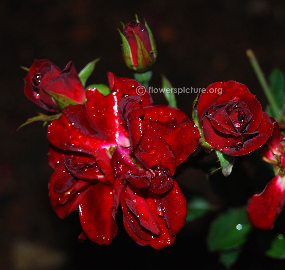 Black beauty rose flower buds