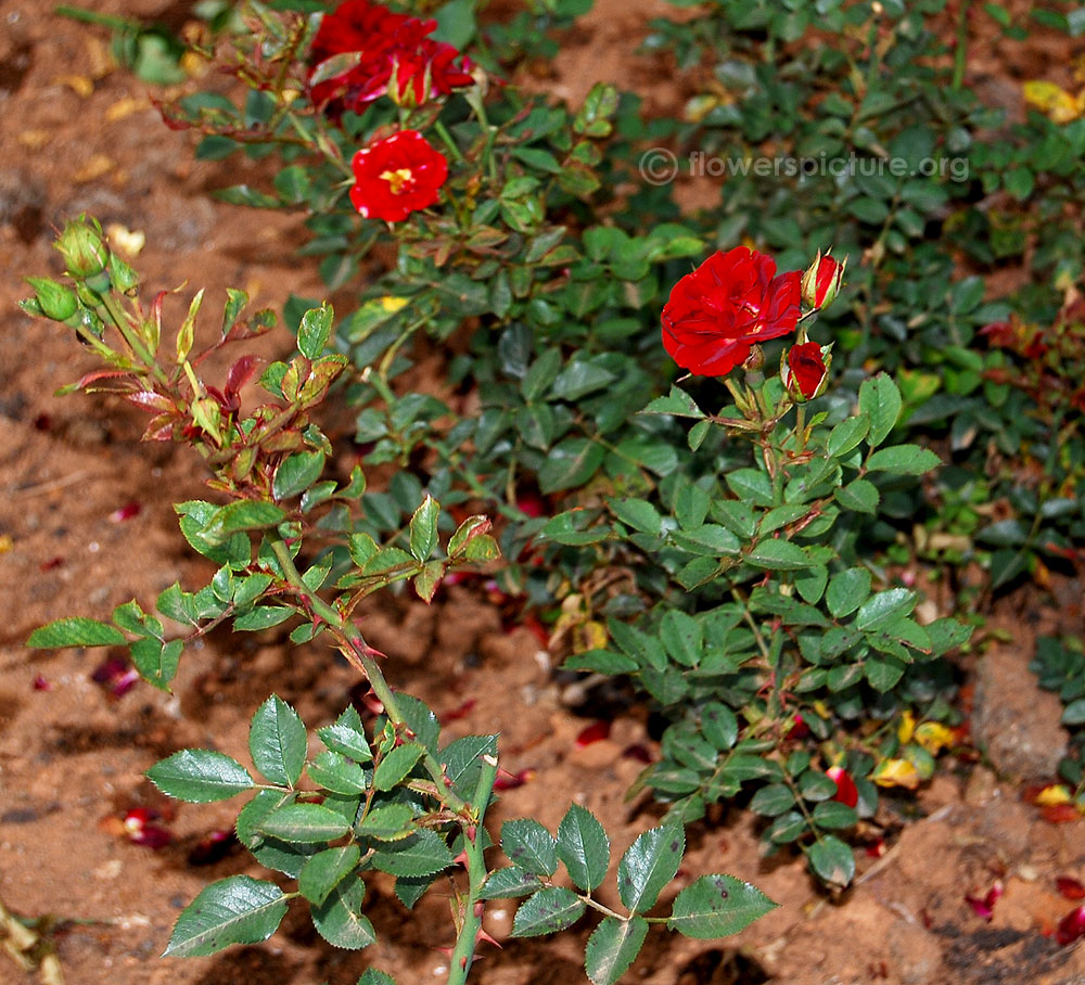 Black beauty rose plant & foliage