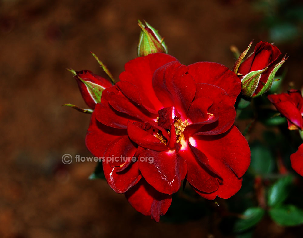 Black beauty rose