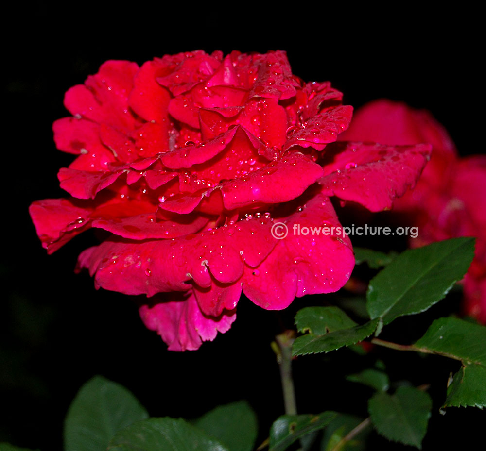 Black forest rose-close up view