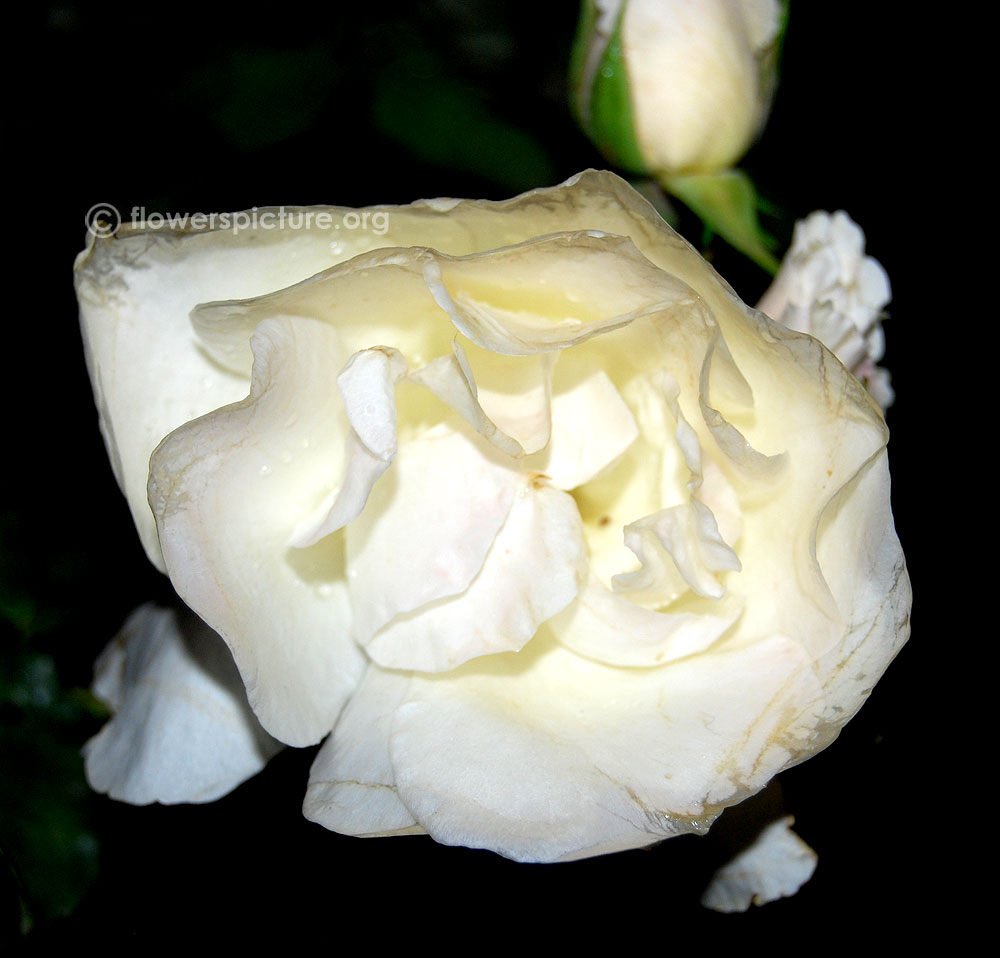 Blanc double de coubert rose