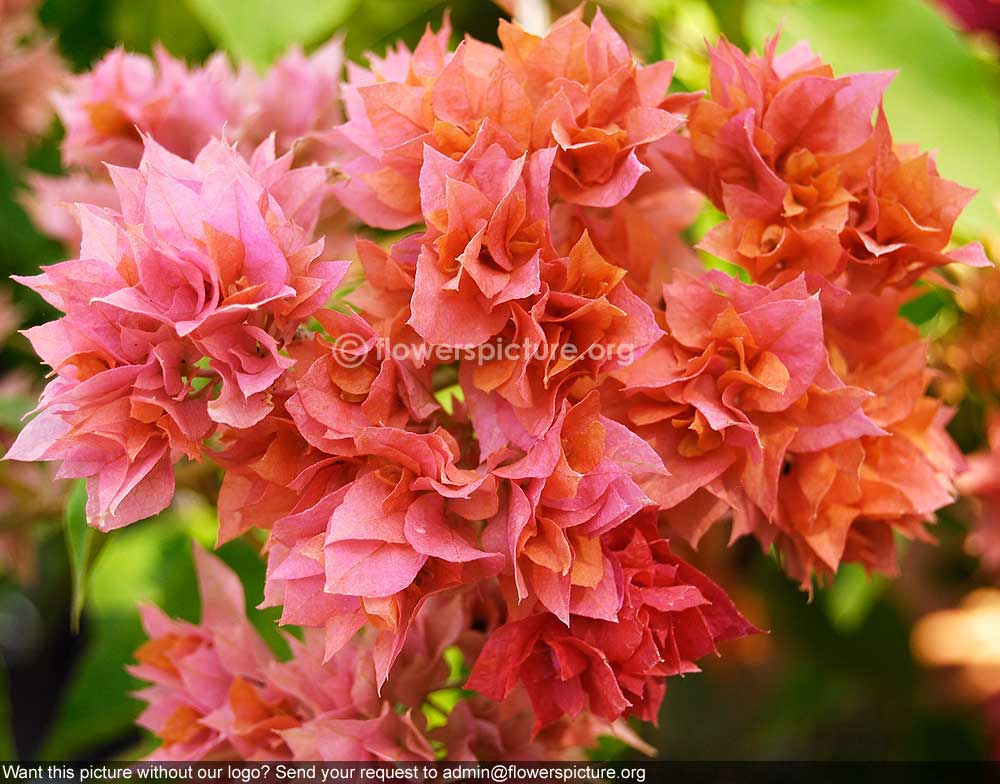 Bougainvillae Variegated Orange Pink