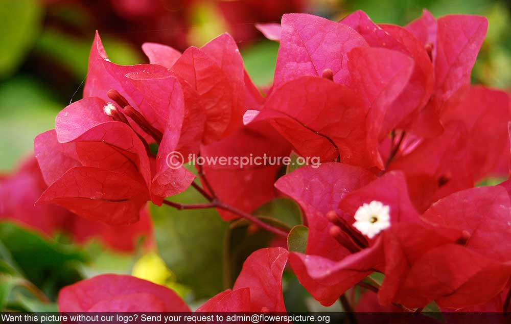 Bougainvillae Variegated Red